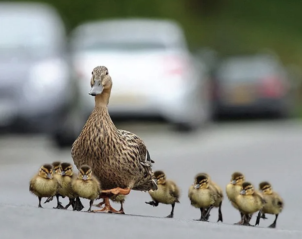 Duck Crossing